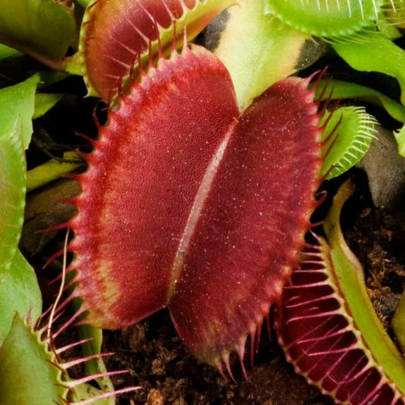 300pcs Venus-Fly-Trap Seeds Easy To Grow Suitable For Both Indoor Decor And Educational Growing Purposes