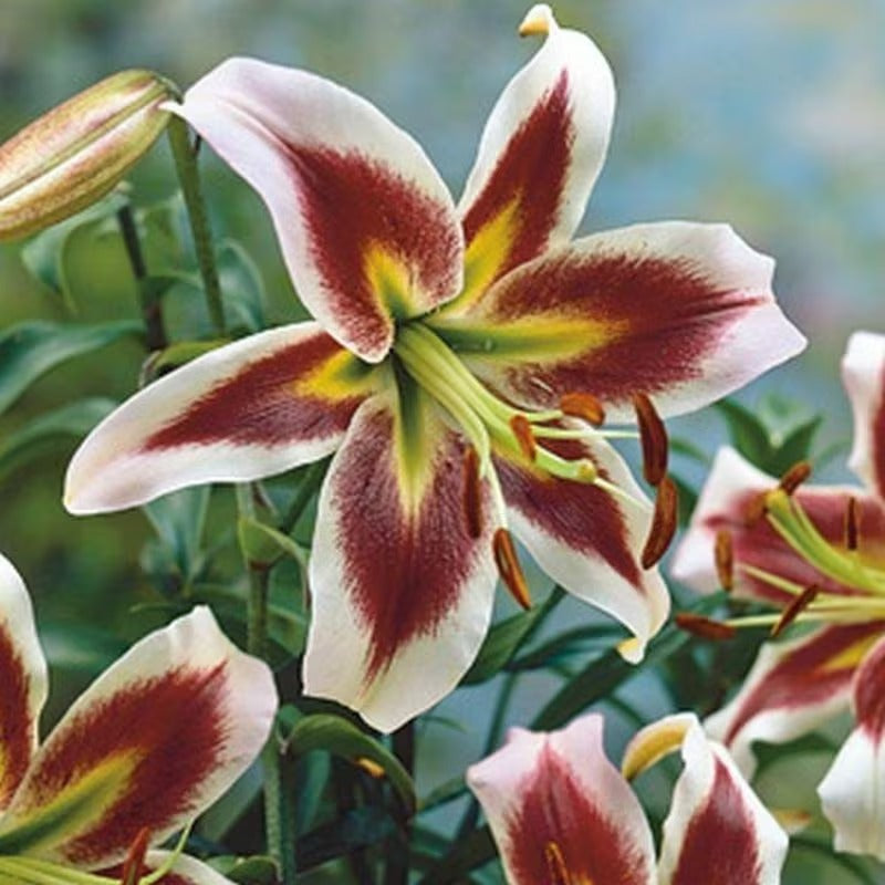 100pcs Lily seeds for Planting – Fragrant Pink & White Oriental Lily Flowers – Hardy Perennial Summer Blooms – Large Showy Garden