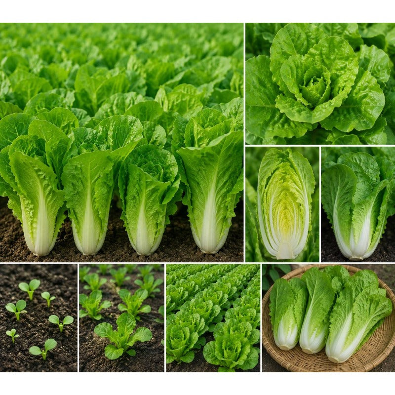 200 Chinese Cabbage Seeds easy to grow in outdoor vegetable gardens