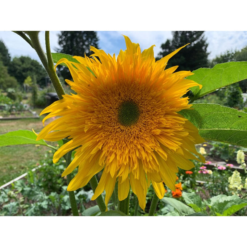 100Pcs Easy to Cultivate Sunflower Seeds match naturally with casual cottage and rustic yard design styles