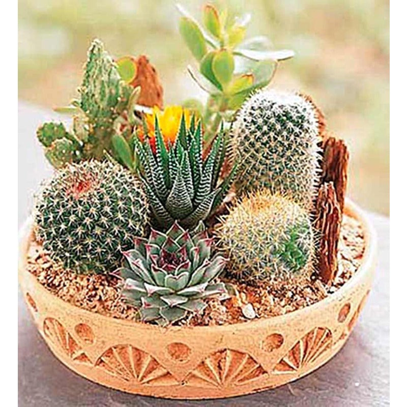 100pcs Cactus Seeds for planting in residential container arrangements and private sunny garden spots