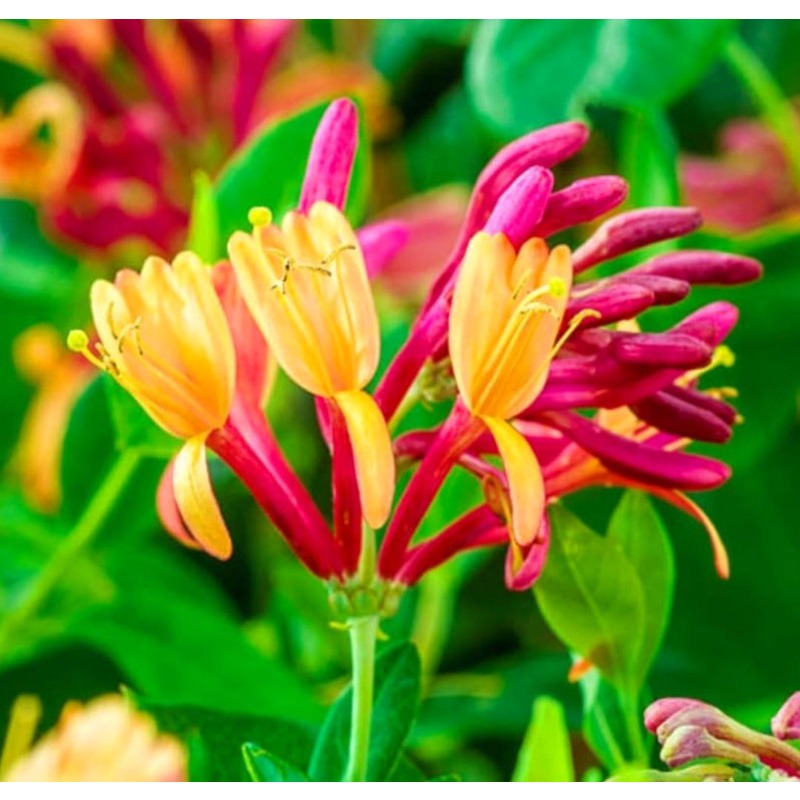 85Pcs Pink Honeysuckle Seeds, Fragrant Vine Lonicera hispidula