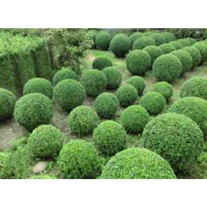 50Pcs High Germination Lush Foliage with Ligustrum Seeds for Garden Fence Decoration