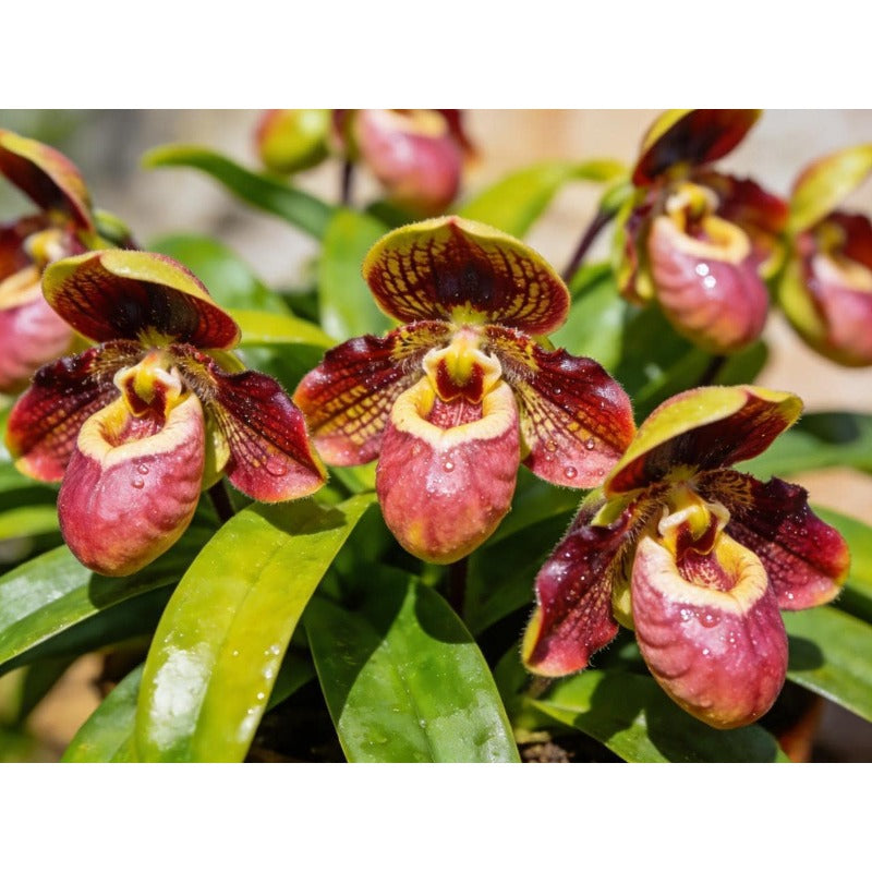 100 Monkey Face Orchid Seeds, Exotic Perennial Flower, Indoor Outdoor Garden Planting