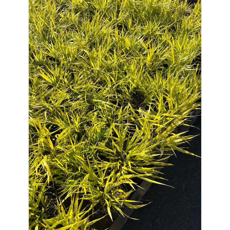 100Pcs High Germination Clumping Grass with Fountain Grass Seeds for Garden Fence Decoration