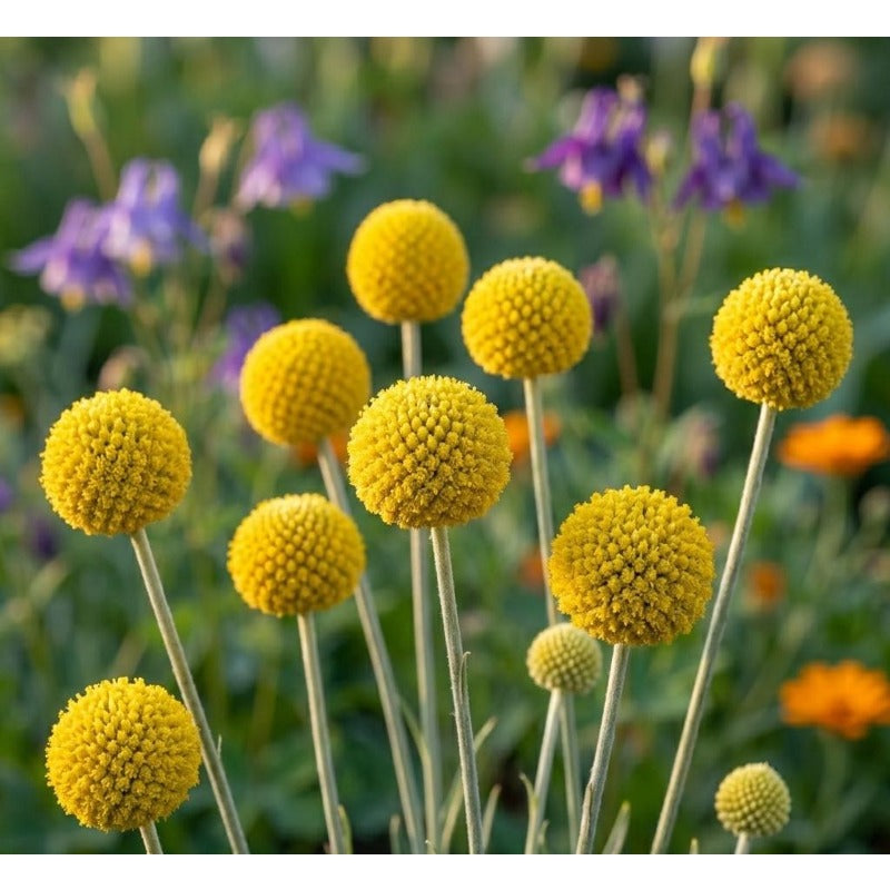 10pcs Craspedia Flower Seeds yellow Billy Buttons, Pollinator Garden seeds