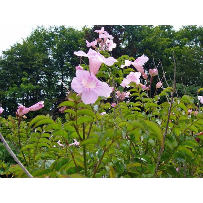 85Pcs Trumpet Vine Seeds Easy To Grow Ideal For Adding Unique Floral Structure To Ordinary Garden Designs