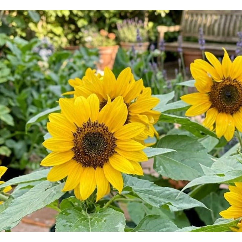 100pcs Yellow Sunflower Seeds Vibrant Gold Blooms flourish in ordinary well drained soil suited for ornamental garden cultivation
