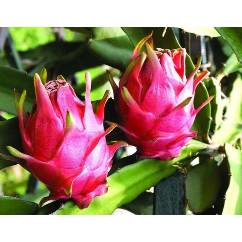 100Pcs Dragon Fruit Seeds Great for beginner cultivation with solid adaptability to sun exposure and warm ambient conditions