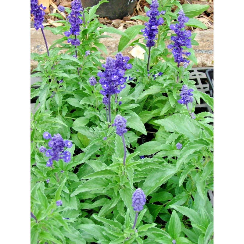 200pcs Perennial Blue Sage Seeds Drought Tolerant For Backyard Gardens Simple To Cultivate
