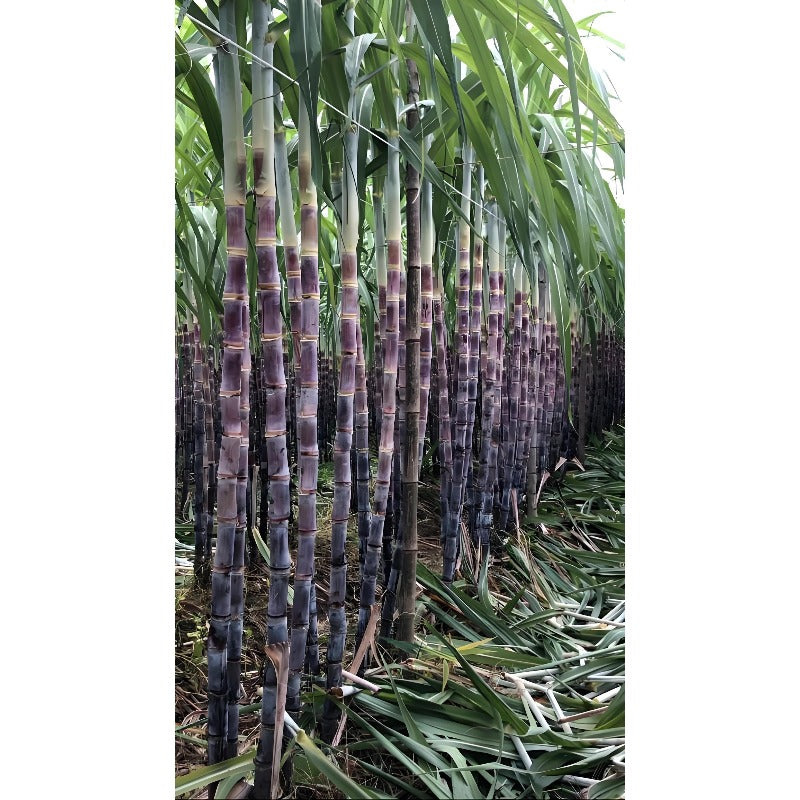 47Pcs Hassle Free Growing With Stunning Tropical Foliage Sugar Cane Seeds Impress Guests And Neighbors Alike