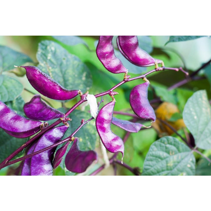7Pcs Ideal For Creating Vertical Gardens On Walls And Trellises Hyacinth Bean Seeds