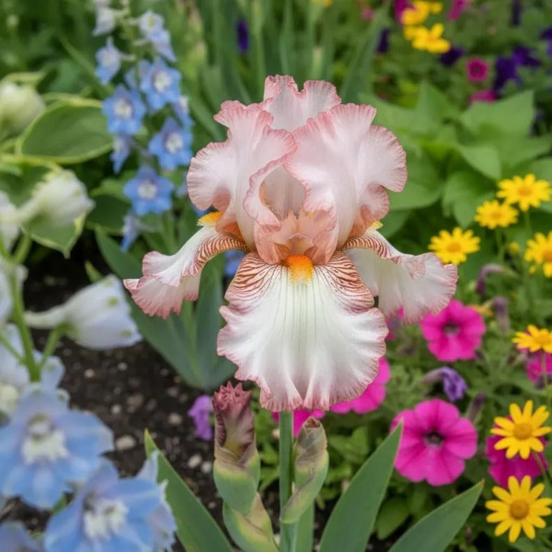 100pcs Mixed Iris Flower Seeds β Heirloom Perennial Garden Blooms