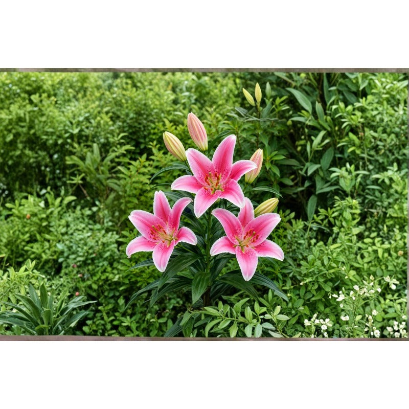 99Pcs Lily Seeds Attractive To Wildlife Adds Life And Movement To Your Garden