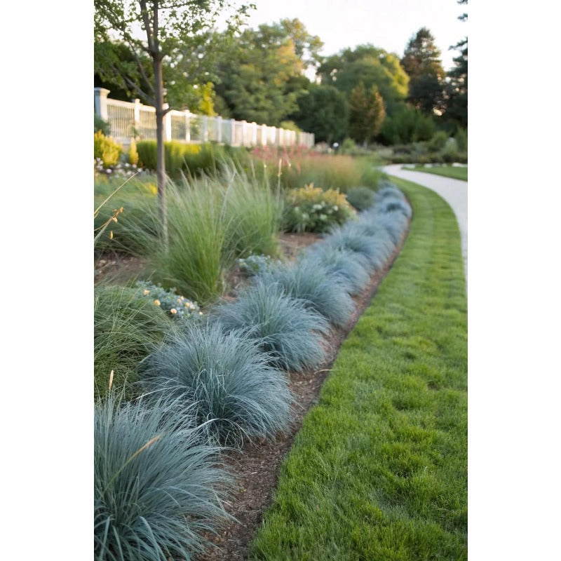 496Pcs Blue Fescue Grass Seeds Evergreen Dwarf Ornamental Perennial Landscape Garden Planting