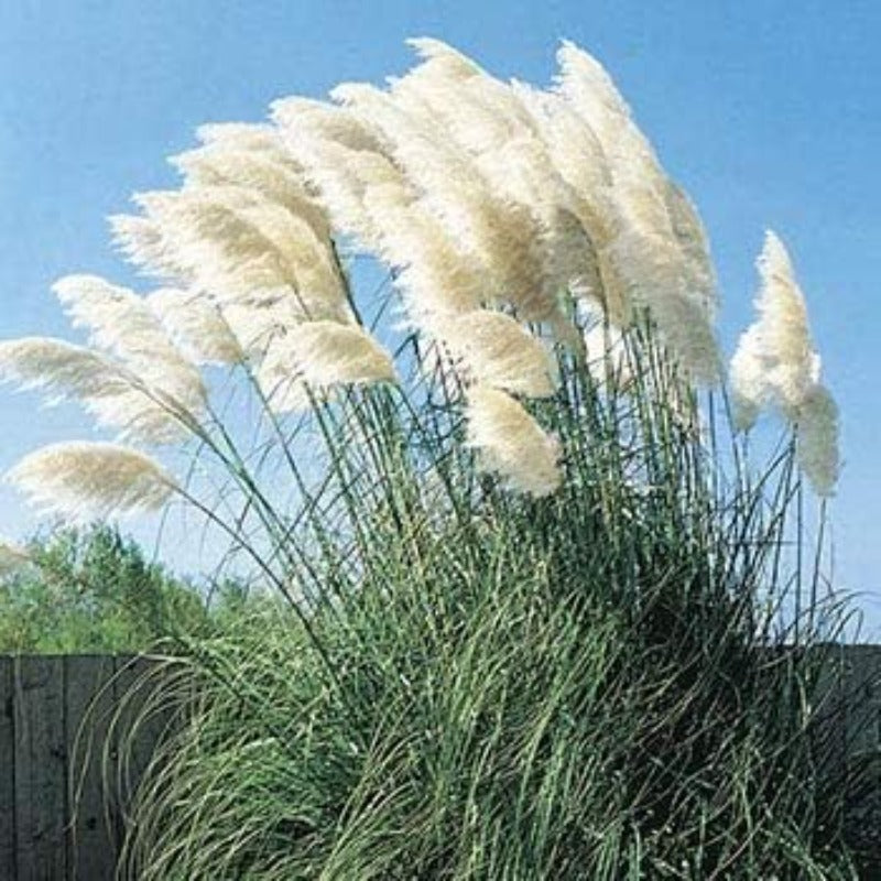 960Pcs Pampas Grass Seeds Grow Well In Large Outdoor Planters And Pots