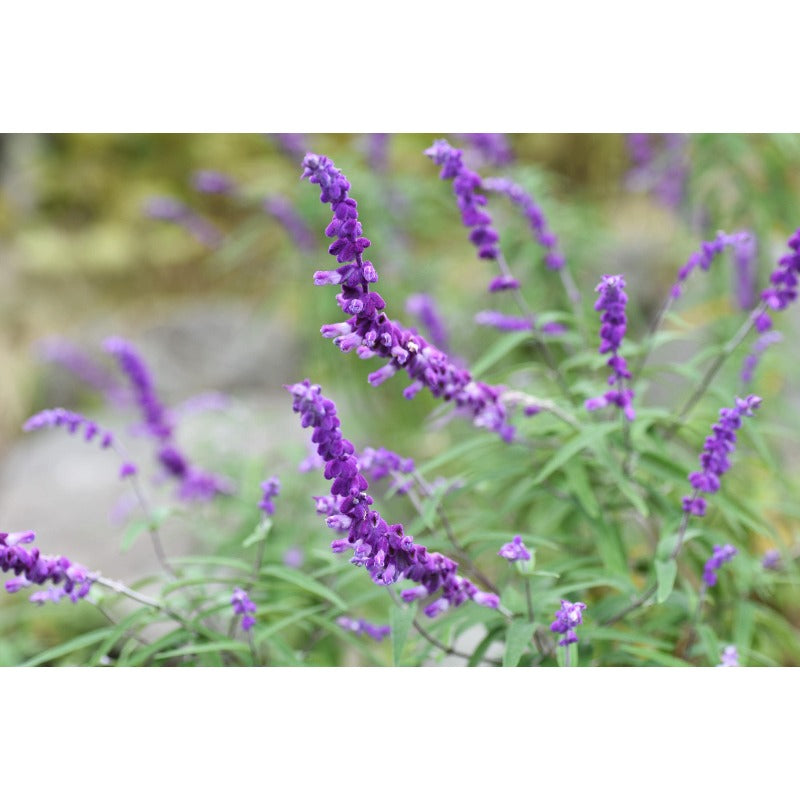 160Pcs Blue Sage Seeds Suitable for casual planting feature strong natural vitality for fast landscape establishment