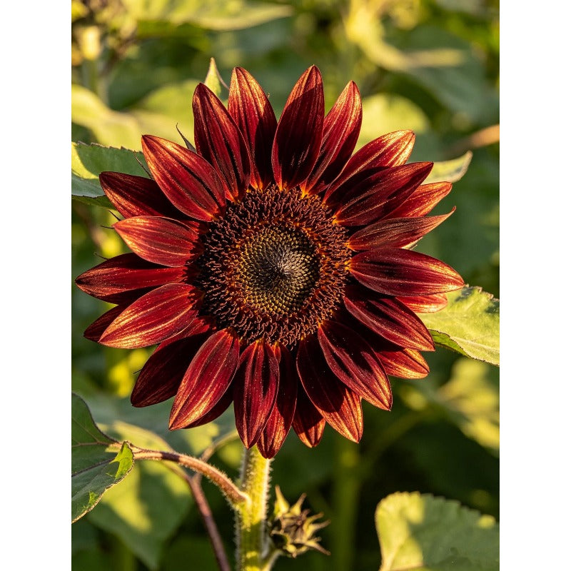 100pcs Mixed Color Ornamental Sunflower Seeds-Multi Chocolate Yellow Burgundy Bicolor Annual Flowers For Garden & Cut Flower