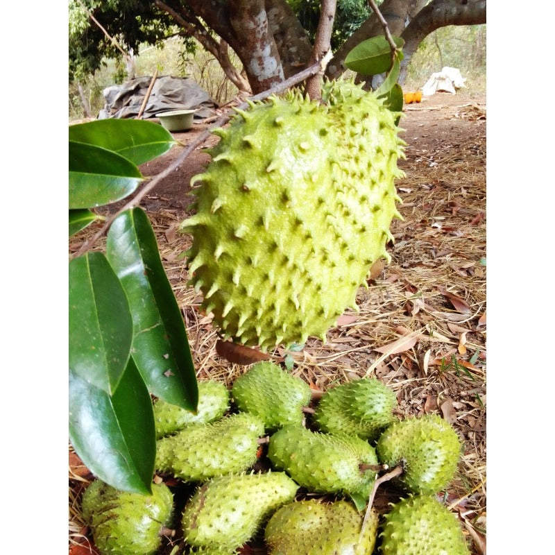 7Pcs Great For Sunny Patio Container Displays Soursop Pawpaw Seeds Robust Growing Brings Tropical Charm To Small Spaces