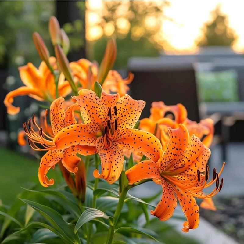 100PCS Tiger Lily Seeds Flower Easy Grow Perennial Summer Bloom Pollinator