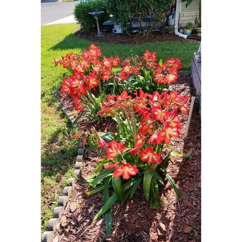 88pcs Red Amaryllis seeds from outdoor garden easy to planting