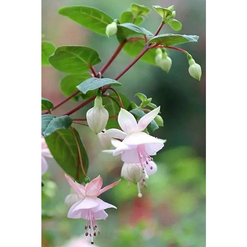 86Pcs Simple To Maintain And Naturally Charming Fuchsia Seeds Fit Cottage Casual And Traditional Garden Designs