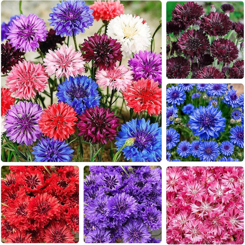 500 Mix Cornflower Seeds for Planting - Attracting Pollinators