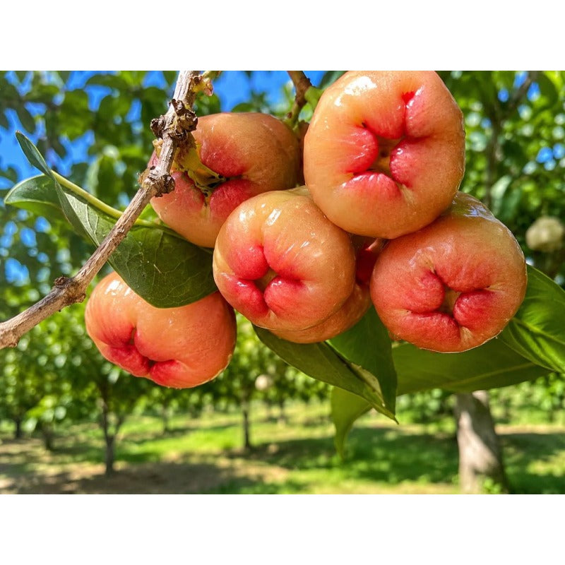 91Pcs Wax Apple Tree Seeds Tropical Fruit Plant for Balcony Gardens