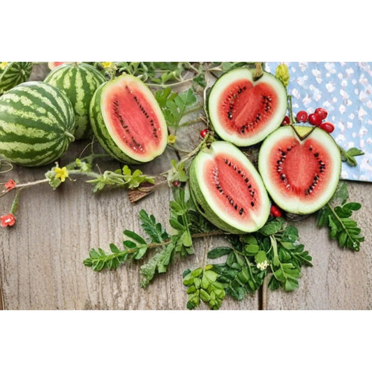 50Pcs Ornamental Watermelon Seeds High Survival Oval Seeds with Watermelon Seeds for Garden Fence