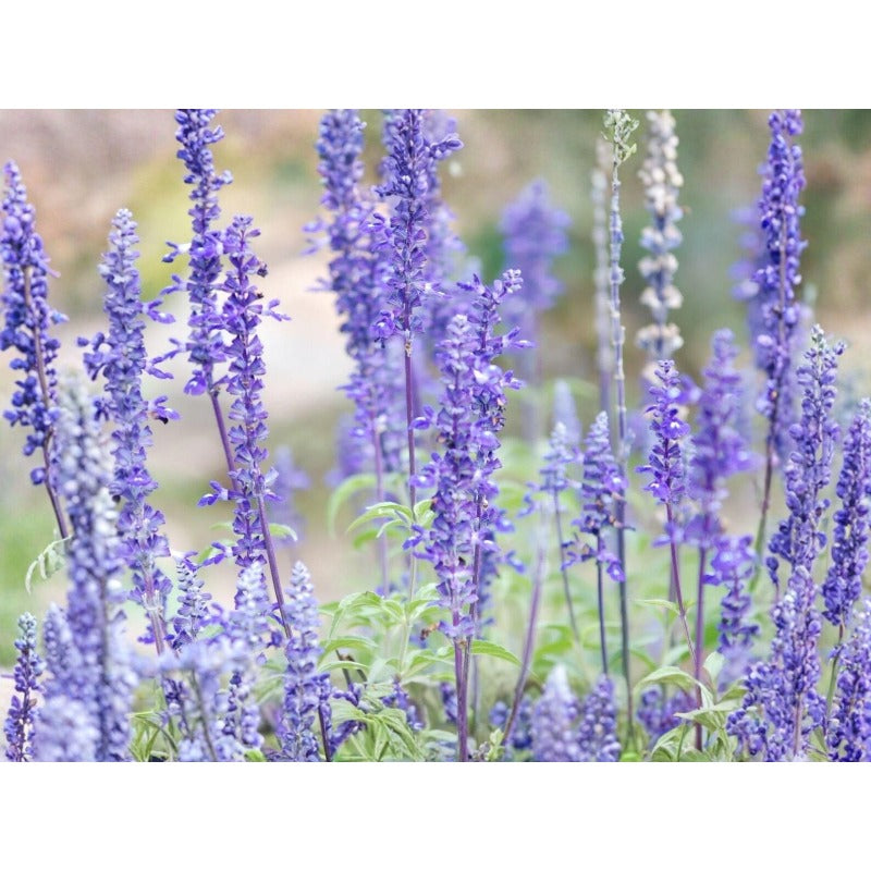 200pcs Blue Sage Seeds Friendly for new gardeners grow into full upright clumps with delicate seasonal bloom formation