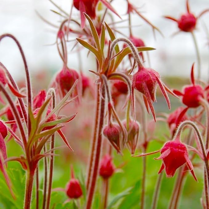 100Pcs Suitable for novice planting Prairie Smoke Seeds blend harmoniously with wildflower mixes and rocky landscape plant groupings