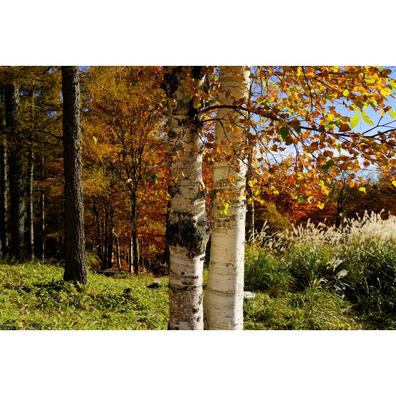 96Pcs Birch Tree Seeds Convenient to Grow mature naturally into balanced graceful tree shape with steady branch spreading tendency