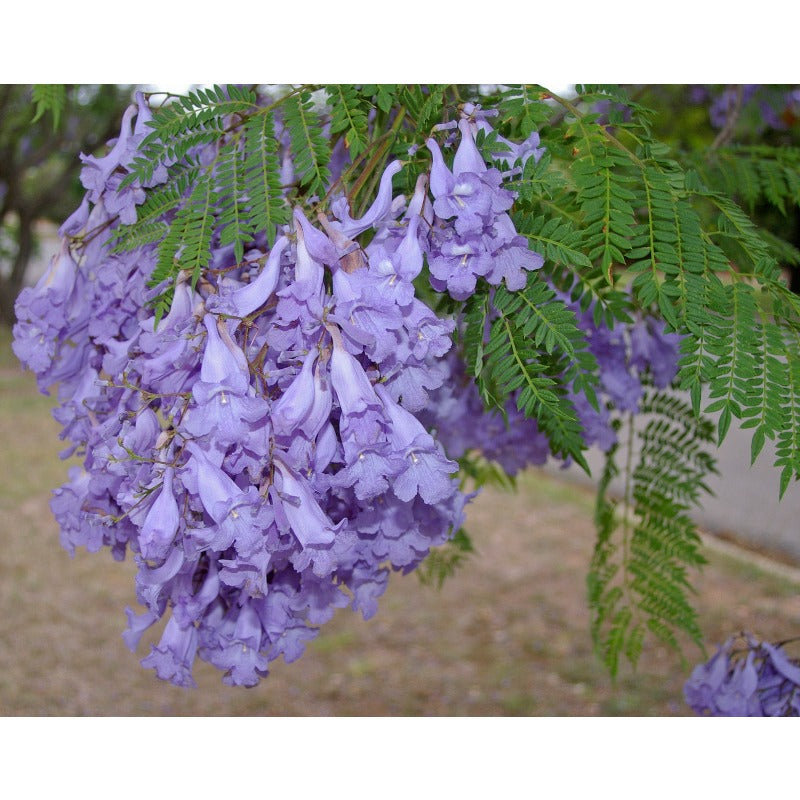 46Pcs Quick To Sprout Jacaranda Tree Seeds Ideal For Reducing Weeds With Dense Canopies