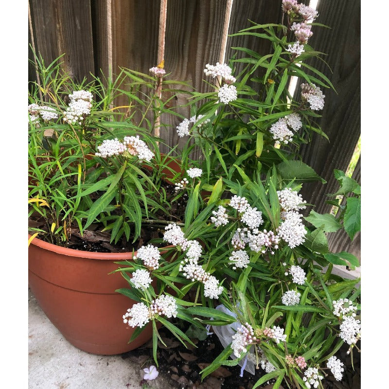 200pcs Suitable for beginner planting Milkweed Seeds flourish in loose well drained soil suited for home garden cultivation