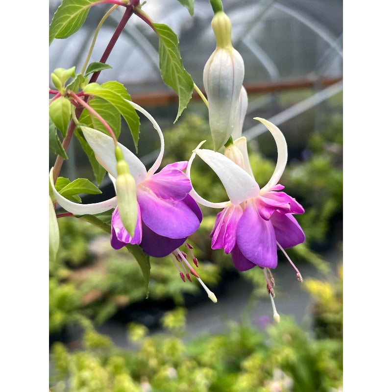 100pcs With Fuchsia Seeds, Quick Growing Shade Loving Plants for Outdoor Yard