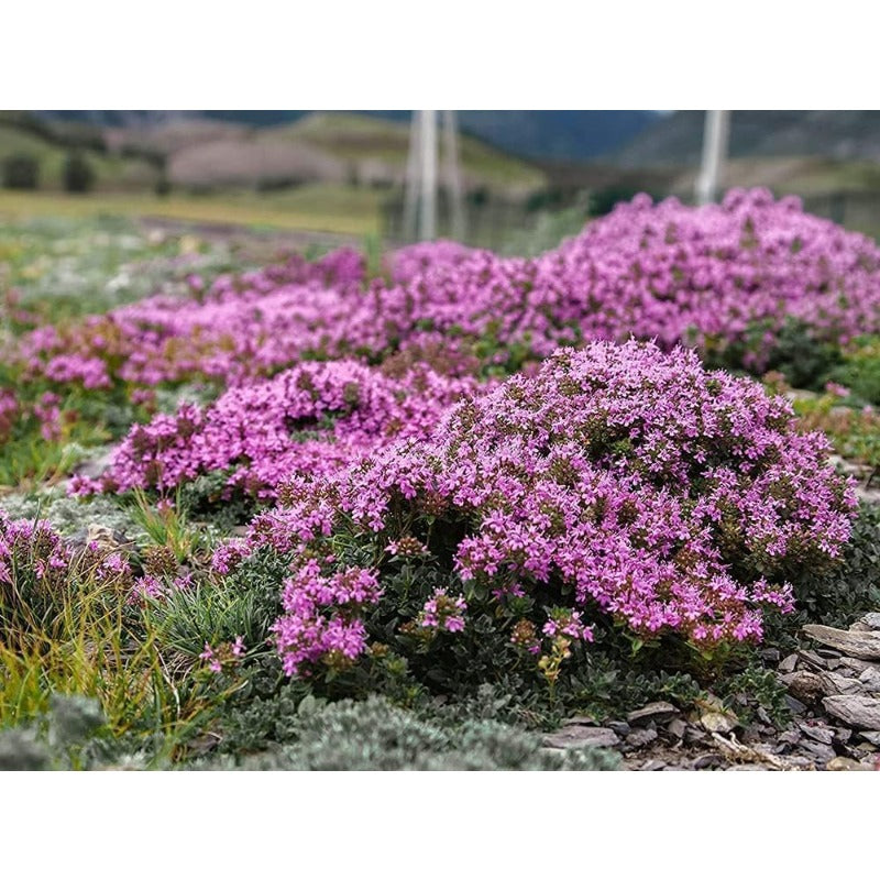 500 Mix Creeping Thyme Seeds for Planting Ground Cover Plant Perennial Thyme Heirloom Blue, Purple, Red, Yellow White Thymus