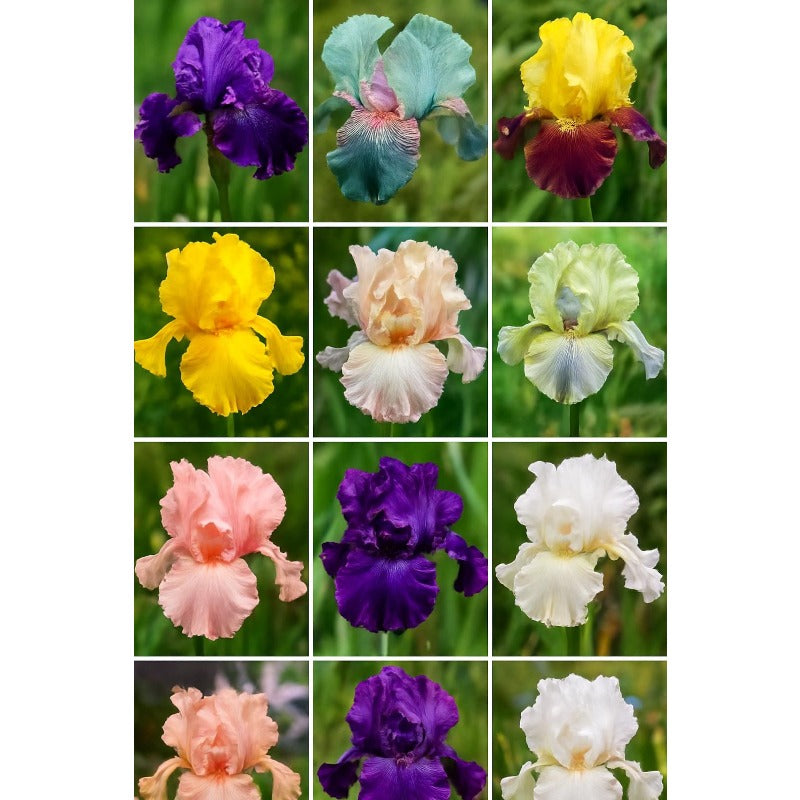 100pcs Mixed Color Iris Seeds Perennial Iris Flowers | Autumn Bloom Garden Plant