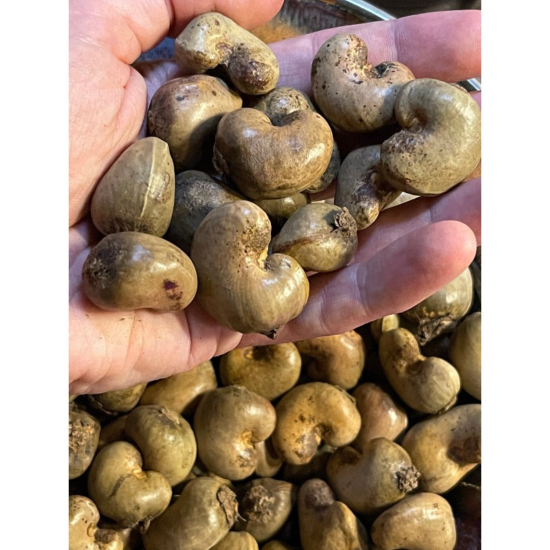 10Pcs Cashew Seeds for growing