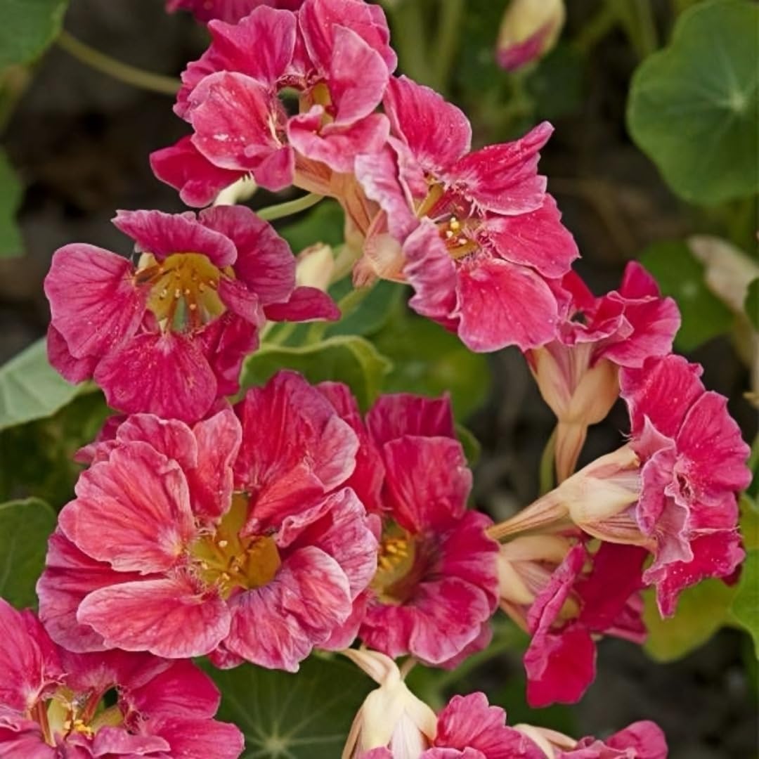 30pcs Nasturtium Seeds, Vibrant Mixed Colors, Low Maintenance, for Beds, Pots and Landscaping