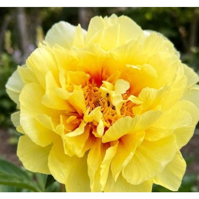 25 Yellow Peony Seeds - Fragrant Golden Peony, Hardy Perennial Flower Seeds for Romantic Gardens