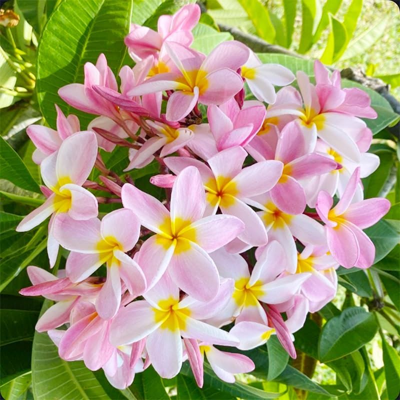 100pcs Mix Plumeria Seeds for Planting in Home Garden - Non-GMO Seeds
