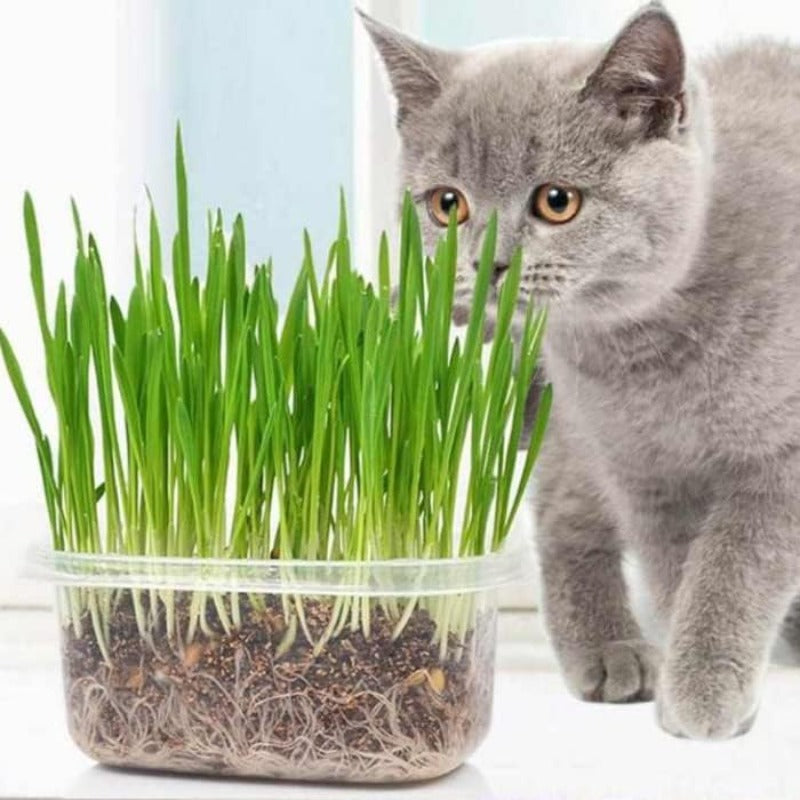 76Pcs Novice Friendly Cat Grass Seeds for planting in indoor window areas, pet activity corners and quiet household leisure spots