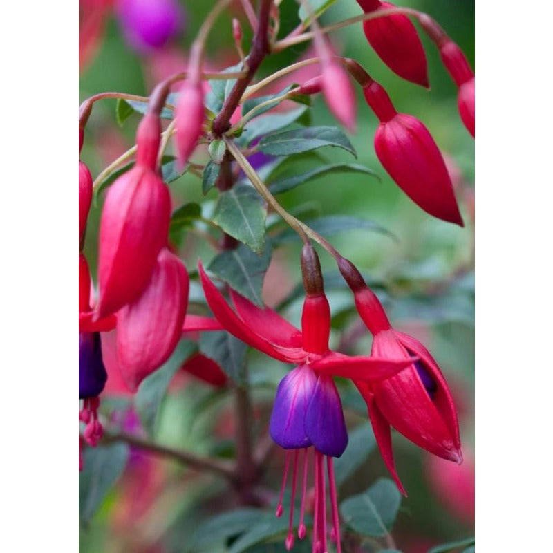 100pcs Lush Growing Bushy Compact Growth with Fuchsia Seeds for Patio fuchsia seeds fuchsia seeds for planting fuchsia seeds for hanging baskets
