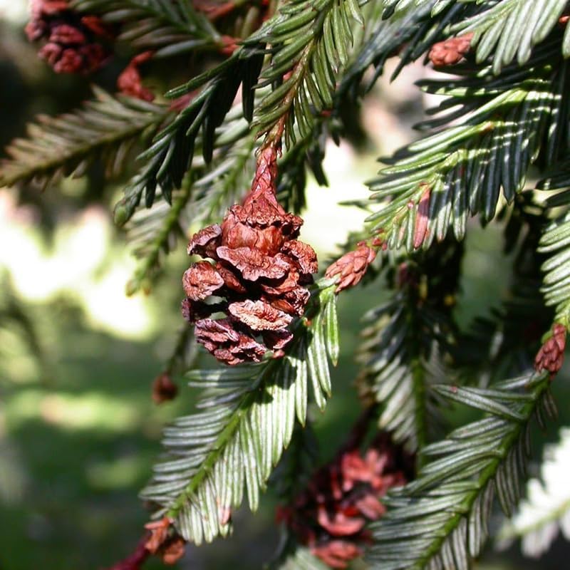 96Pcs Redwood Tree Seeds Perfect for beginner sowing adapt well to large container cultivation and open yard feature placement