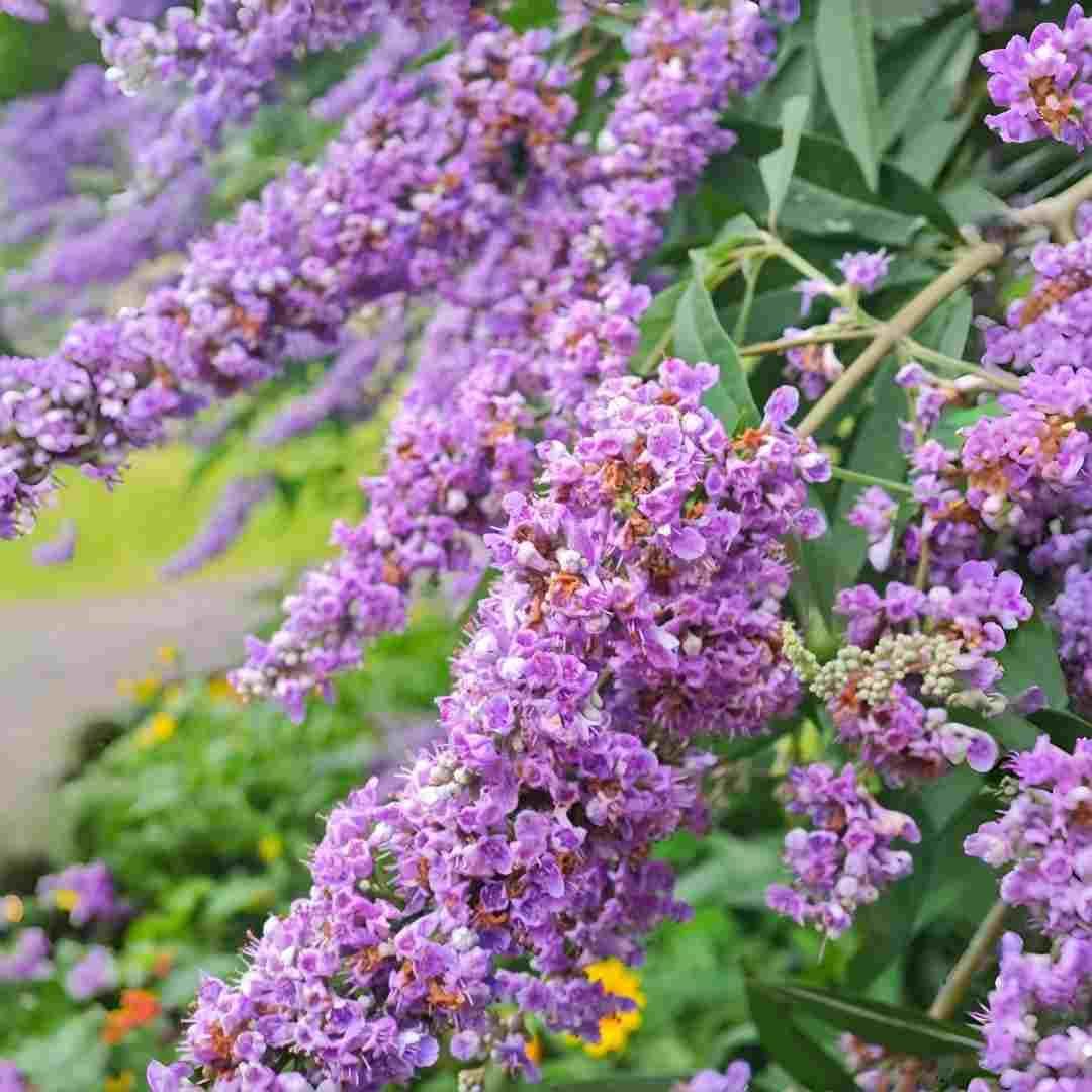 300pcs Butterfly Bush Seeds Perennial Flower Shrub Seeds Fragrant Blooms for Outdoor Garden Planting
