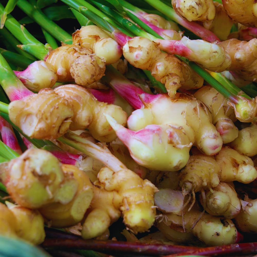 100pcs Ginger Seeds Simple to Grow add tropical natural ornamental charm to courtyard grounds and garden landscape spaces
