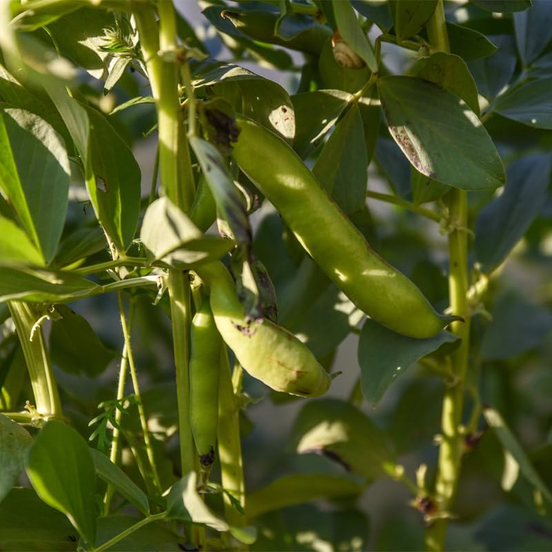 5pcs Fava Bean Seeds for planting in residential home garden areas and private spacious planting plots