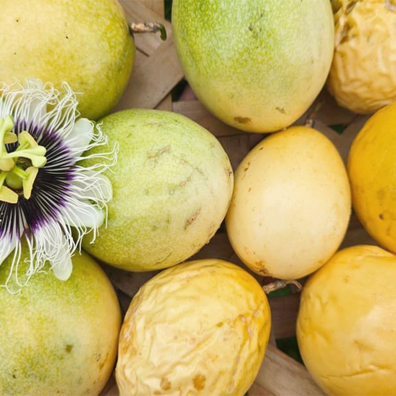 100Pcs Yellow Passion Fruit Seeds for Planting - Non-GMO Heirloom Plant Seeds Garden Outdoor - Sweet & Juicy Home Gardening Tropical Fruit