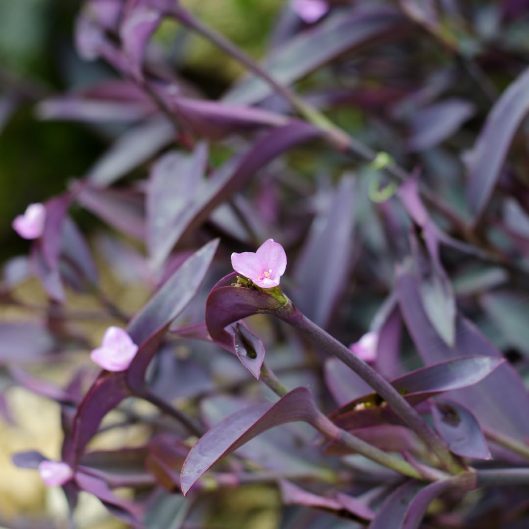 100pcs Low Maintenance Foliage Seeds Wandering Jew Seeds For Home And Patio Gardens Simple To Cultivate