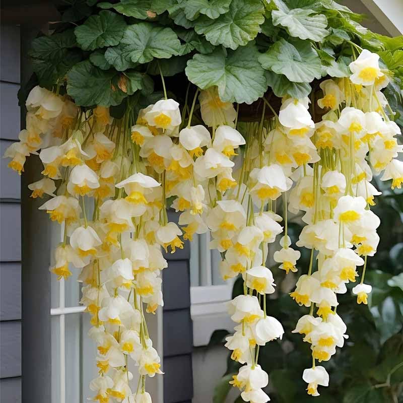 300pcs Mix Hanging Begonia Flower Seeds for Planting - Non-GMO Heirloom Plant Seeds Garden Outdoor
